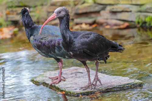 .Waldrapp ibis  kaalkop ibis.