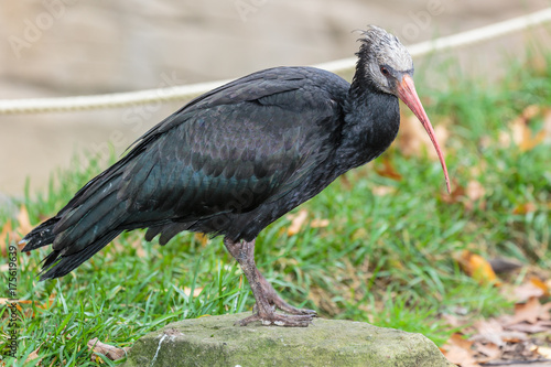 .Waldrapp ibis, kaalkop ibis.