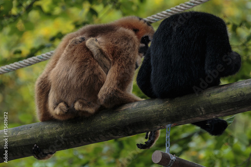 Noordelijke witwanggibbon.(Nomascus leucogenys) photo