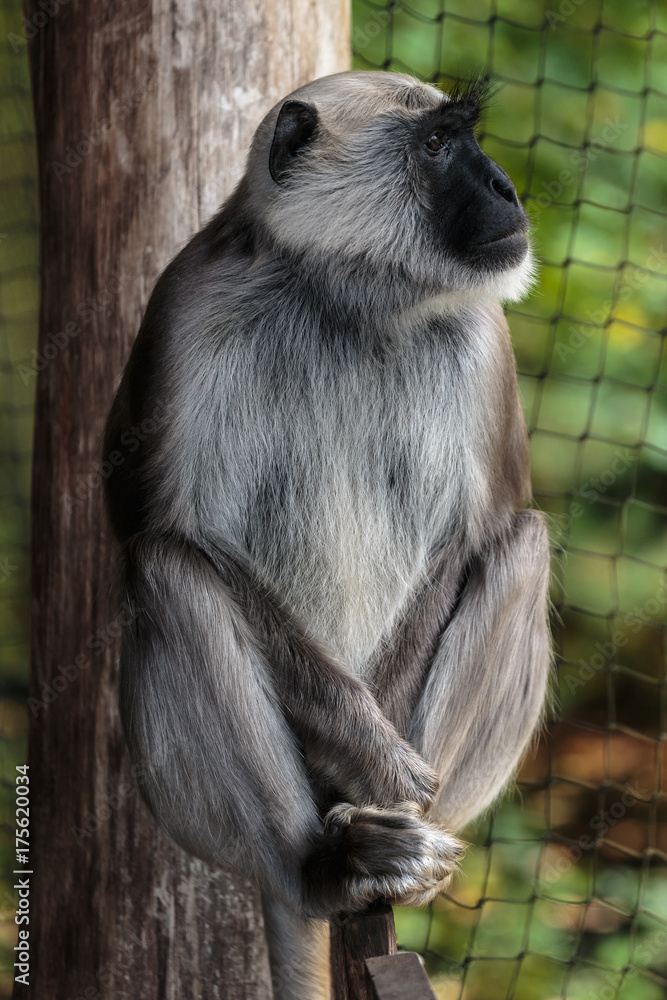 Obraz premium Hanuman langoer.(Semnopithecus entellus)