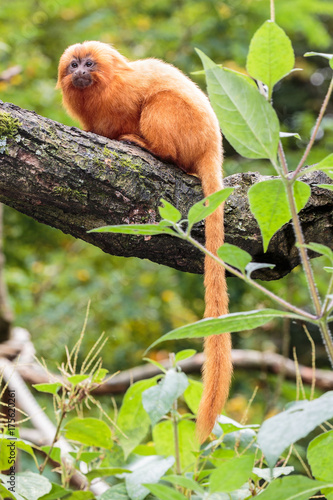 Gouden leeuwaap.(Leontopithecus rosalia) photo