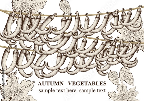 Autumn harvest. Chili peppers vegetables Vector background. Line art hand dra...