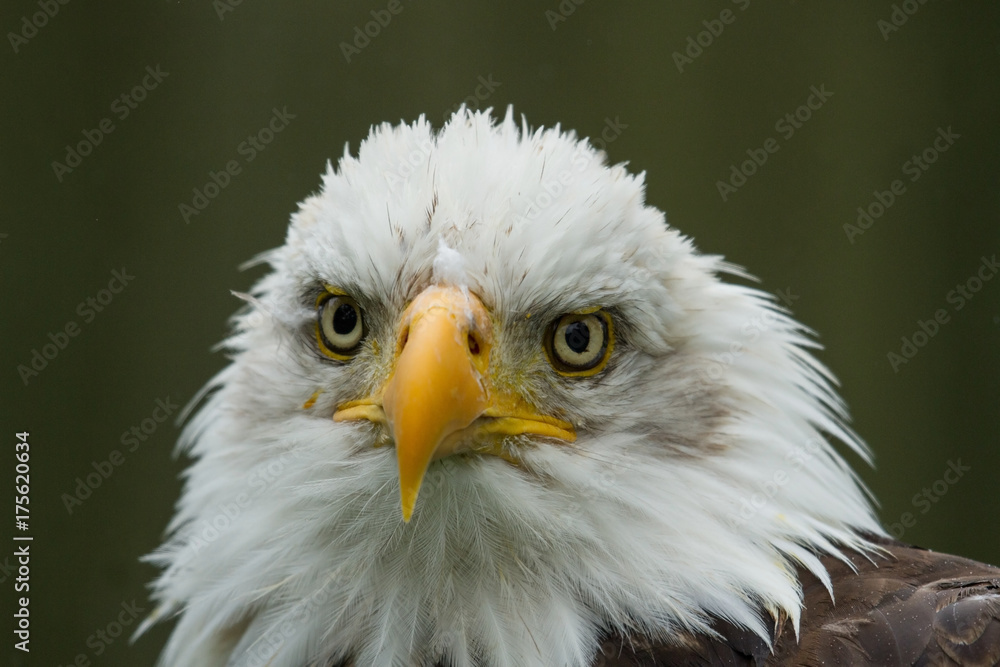 Obraz premium photo portrait of an American Bald Eagle