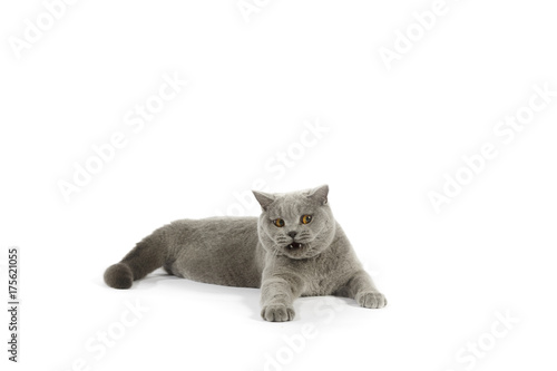 Portrait of British Shorthair cat on a white background photo