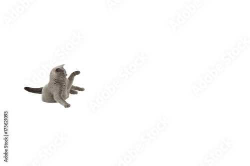 Portrait of British Shorthair cat on a white background