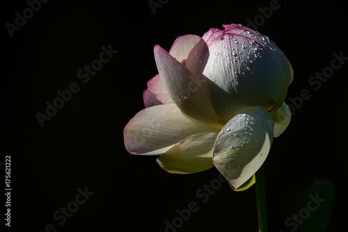 Lotus Flowers