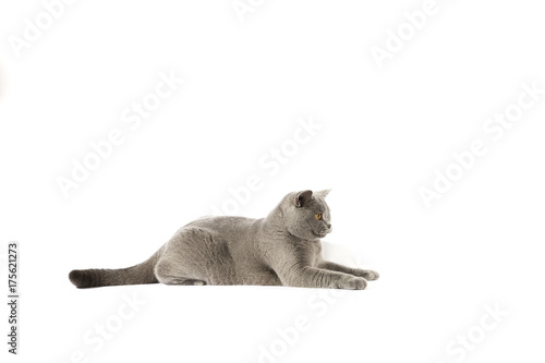 Portrait of British Shorthair cat on a white background photo