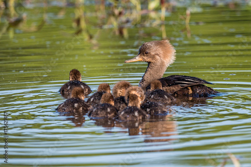 Merganser Mother and Chicks