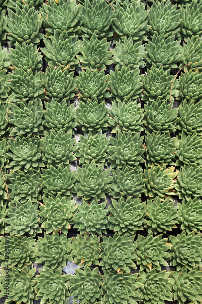 A group of succulents A group of succulents