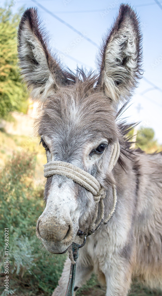 Head of a donkey close-up