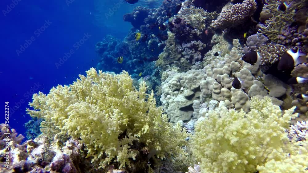 Tropical fish and coral reefs. A warm sea. Diving. Tropical fish and coral reefs. A warm sea. Diving.