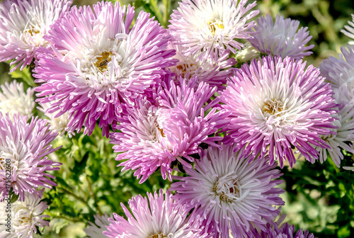 Flowers asters in nature close-up