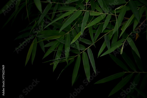 Dark bamboo leaves for background