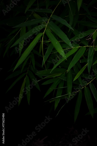 Dark bamboo leaves for background