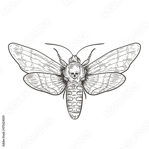 Death head hawk moth in retro vintage style. Design template for tattoo, print, cover. Vector illustration.