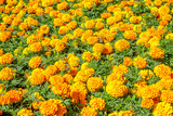 Marigold flowers as background