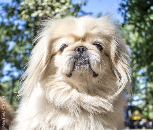Japanese Hin Dog