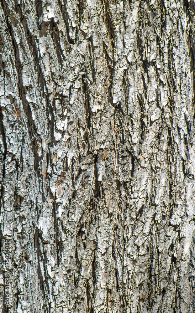Obraz premium Tree bark as background