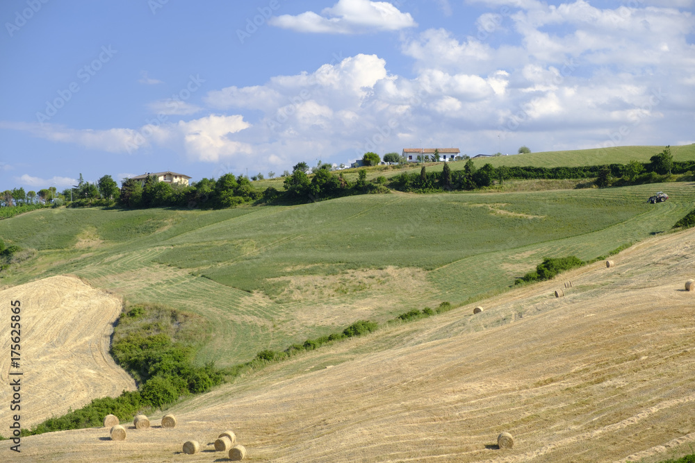 Landscape in Romagna at summer: fields