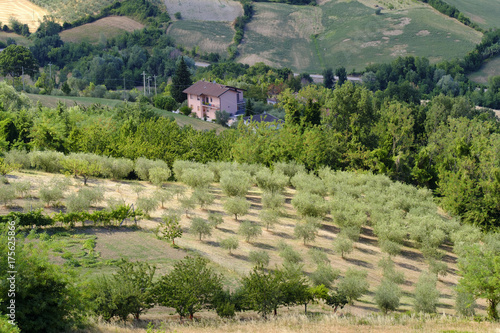 Landscape in Romagna at summer from Sogliano al Rubicone photo