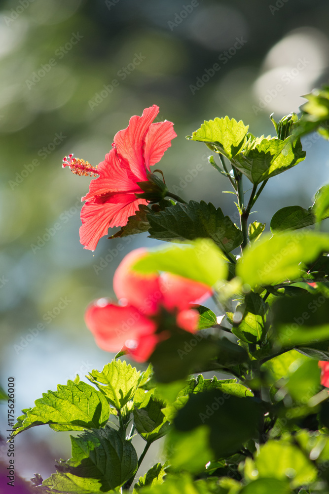 Red hibiscus with natural light Red hibiscus with natural light