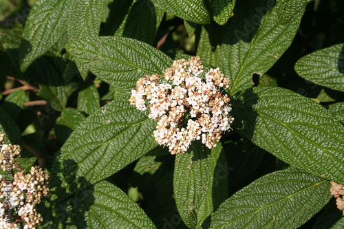 Viburnum rhytidophyllum. Cespuglio dai fiori bianchi