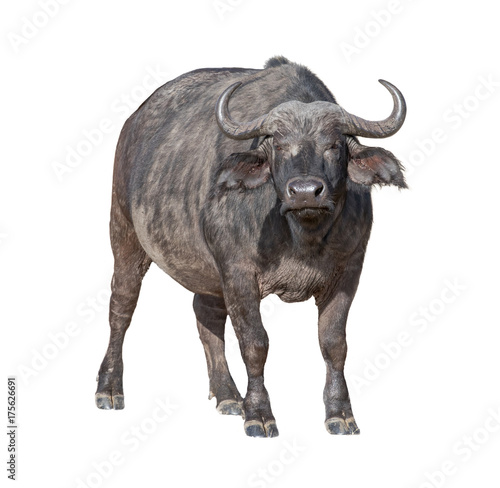 African Cape Buffalo Isolated