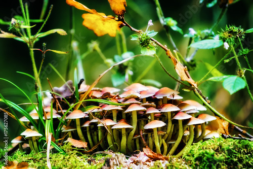 Group of mushrooms in the autumn forest