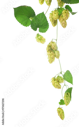 green hop cones isolated on white