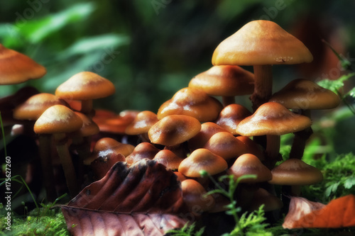 Group of mushrooms in the autumn forest