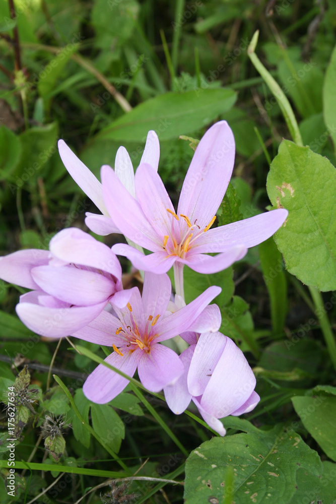 Crocus viola autunnali selvatici nel prato Crocus viola autunnali selvatici nel prato