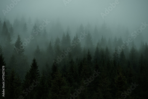 The forest of coniferous trees the fir in the fog. Vintage style. © Ann Stryzhekin