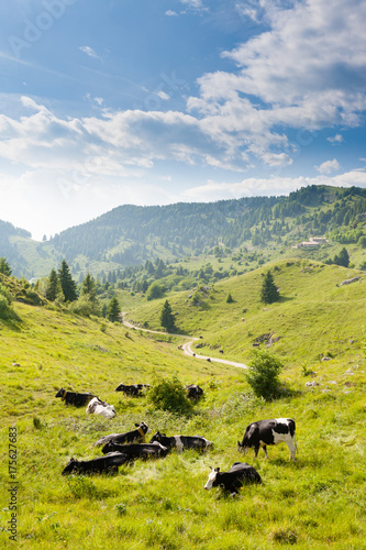 Herd of cows from Italian alps