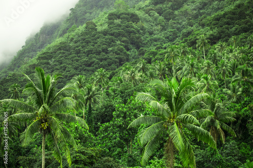 forêt tropicale en polynésie photo