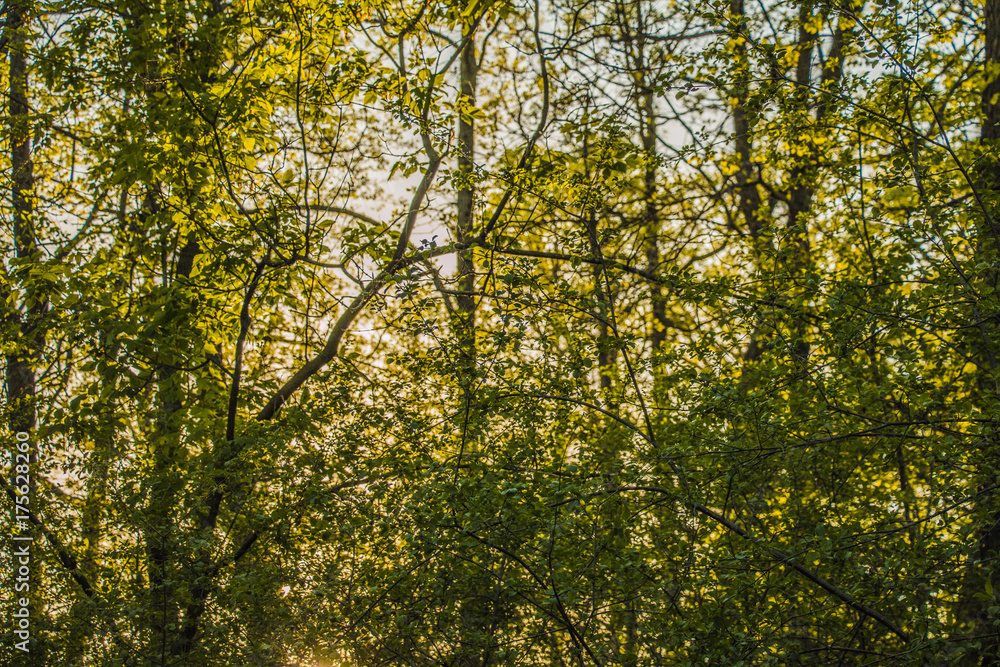 green trees at sunset green trees at sunset