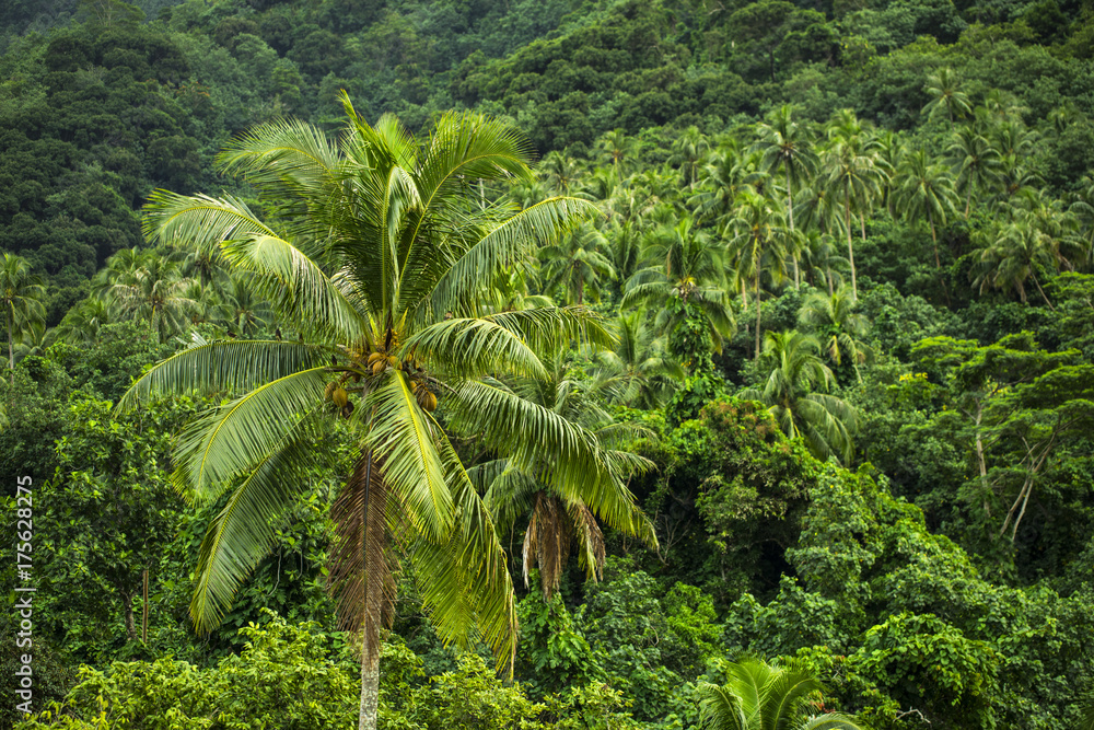 Fototapeta premium forêt tropicale en polynésie