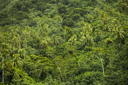 forêt tropicale en polynésie