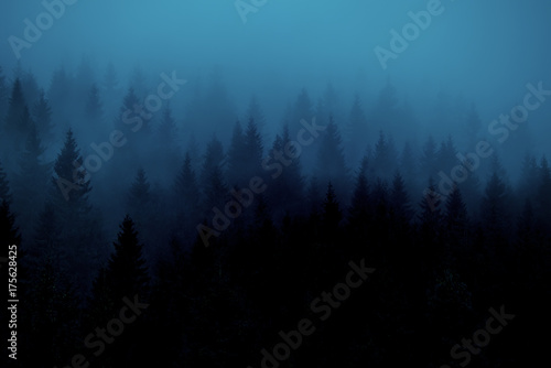 The forest of coniferous trees the fir in the fog. Vintage style. Silhouettes of trees in the fog of a blue hue. artistic photo.  