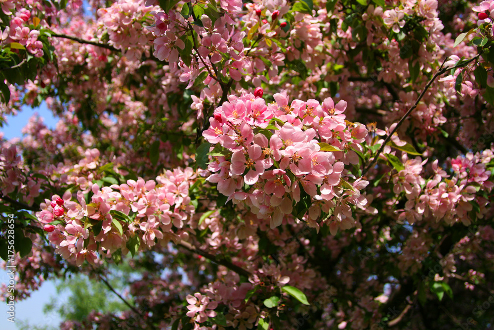 Wild apple blossoms with pink inflorescences. Wild apple blossoms with pink inflorescences.