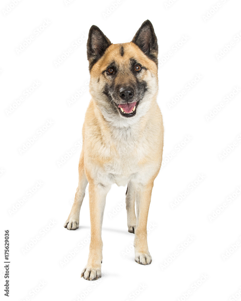 Akita Dog Standing on White With Happy Expression Akita Dog Standing on White With Happy Expression