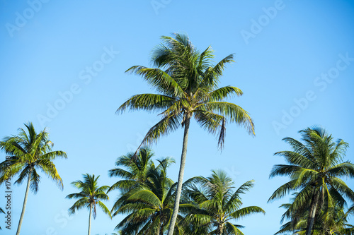 palmiers en polyn  sie  tahiti 