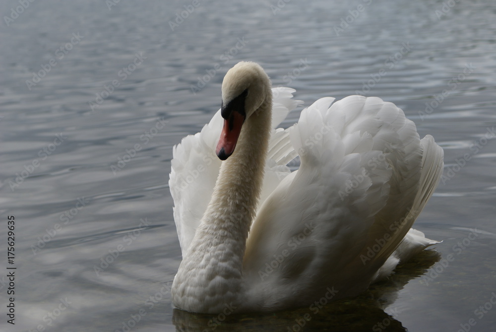 Obraz premium Łabędź