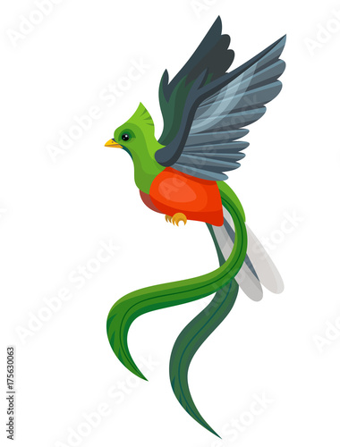 Vector beautiful flying quetzal bird symbol of Guatemala isolated on white background. Children alphabet illustration letter Q. photo