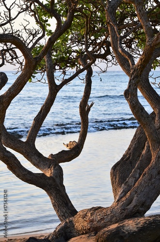 Twisted tree by the ocean © Cheryle