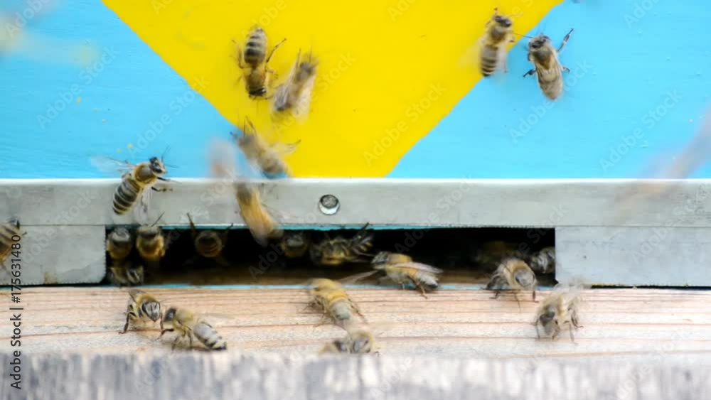 Honey bees near a beehive, in flight. Honey bees near a beehive, in flight.