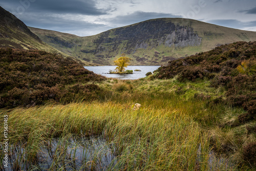 Lone tree in Loch Skeen photo