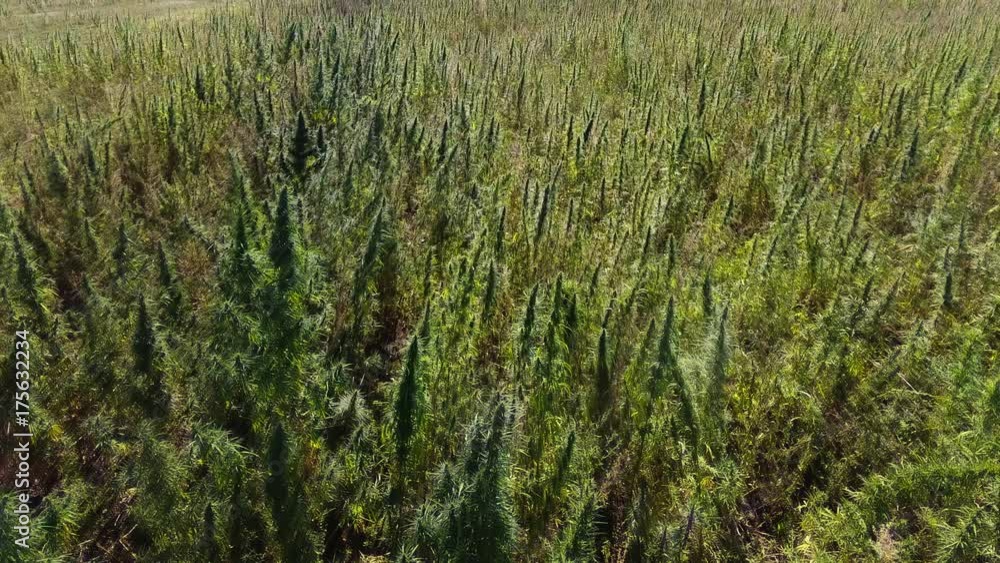 AERIAL: Marijuana field