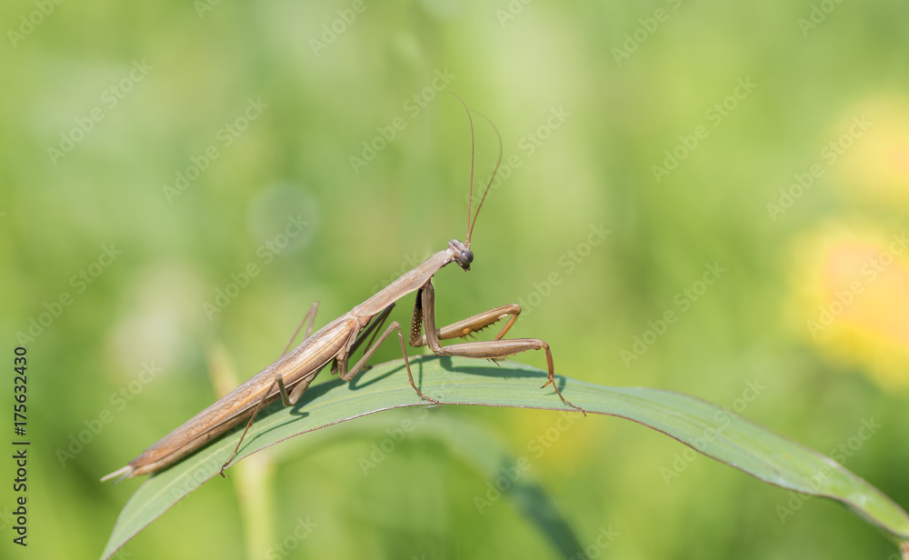 Mantis Religiosa - Gottesanbeterin am Grashalm