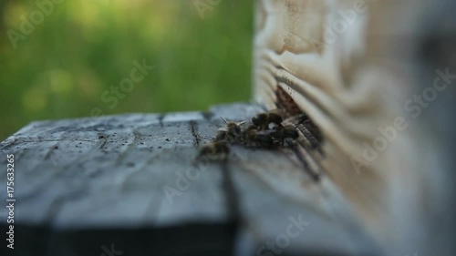 Honey bees taking off from hive filmed, close up