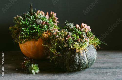An autumnal display of pumpkins decorated with living succulents.